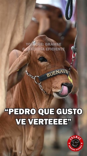 Ya quiero comprar un becerro para ponerle Pedro #ganaderia #ternero #cebu #finca