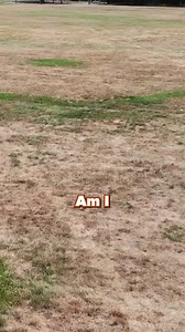 ☀️ Drought doesn’t mean your lawn can’t thrive! The trick? Use the right fertilizer and water smart to help grass stay strong.  Summit Lawns knows how to care for lawns — rain or shine! ✅ | Summit Lawns | Facebook