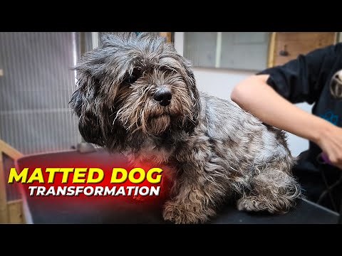 EXTREMELY MATTED SHIH TZU | COMPLETE SHAVE DOWN | The Dog Transformation