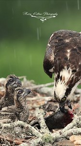 One of my favorite videos from this year. An osprey feeds her chicks in a nest in central Florida on a rainy day | Harry Collins Photography