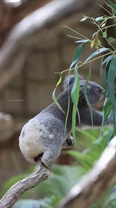 9K views · 8.3K reactions |  ✨ Look at this adorable baby koala practicing its tree-climbing skills! With its fluffy ears and tiny paws, it’s so adorable. Let’s cheer for this little explorer!  : @zoo_rascal #koala #australia #aussielife #travel #nature #animals | Aussie Life | Facebook