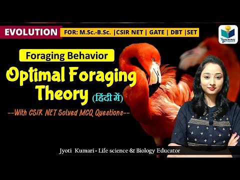 Optimal foraging Theory (OFT) | foraging behavior || Evolution & Ecology