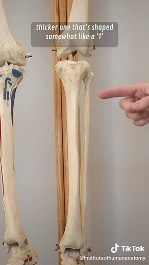 Don’t judge me, lol. #LearnOnTikTok #TikTokPartner #Education #Anatomy | leg
