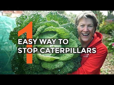 How to Protect Brassica Without Using Chemicals | Organic Pest Control