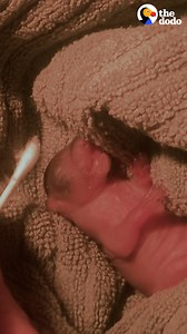 Woman finds a little pink blob on the ground and helps him grow up strong — then he brings her a big surprise 😍 | The Dodo