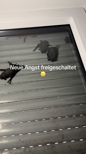 Neue Mitbewohner: Fledermäuse im Haus!