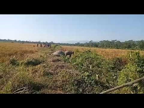 Rescued a baby elephant crying by his death mom and trying to wakeup his mother.😢