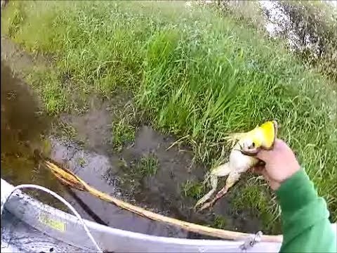 FROG HUNTING! 52 FROGS TAKEN ON THE RIVER! GoPro hero 2 HD