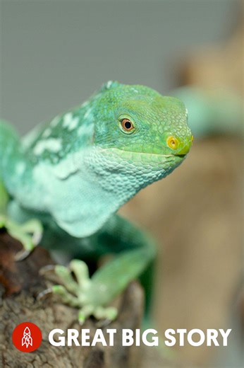 The endangered Fiji banded iguana, a natural jewel