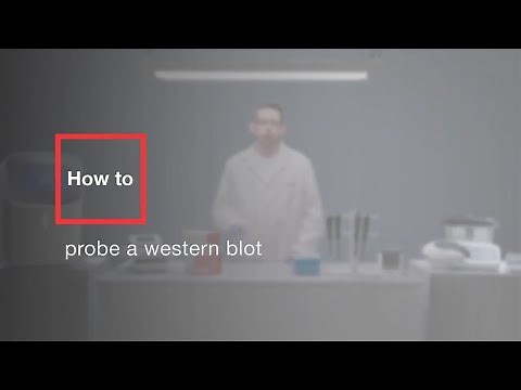 How to probe a western blot