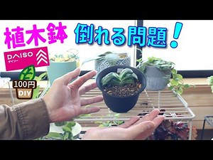 鉢が倒れなくて通気性も抜群な100均DIY！【観葉植物】【多肉植物】【塊根植物】