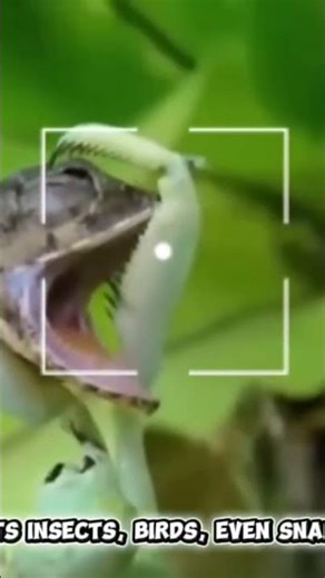 Praying Mantis: Nature’s Perfect Killer