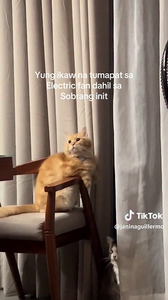 Funny Cat Gets Stuck in Electric Fan - Hilarious Viral Video