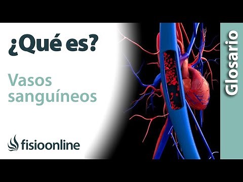 VASOS SANGUÍNEOS | Qué son, ubicación, funciones y enfermedades