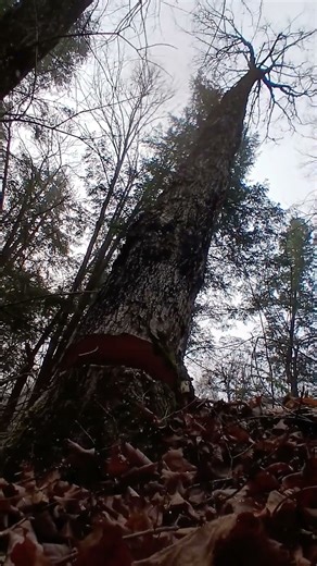 Late fall maple tree bouncing around 🤙 #shorts #lumberjack #chainsaw #tree #logging #timber #echo