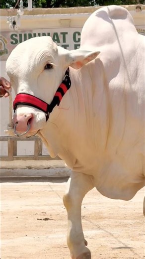 Northern Bypass Mandi | Cow Mandi Update 2026❤️Asia Biggest Cow Mandi #shorts #cow #bull #cowvideos