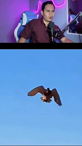 352K views · 11K reactions | Don't copy this, guys, this is just the behavior of irresponsible people, poor bird. | Aseptian Bandi | Facebook