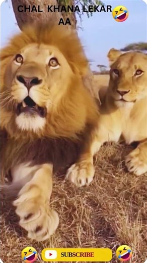 When the King Acts Silly 😂 | Funny Lion Moments Caught on Camera 🦁#FunnyLions #AnimalComedy
