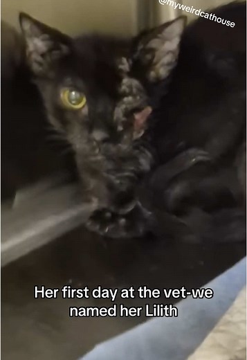 Who would adopt this little kitty? Her adopter backed out so we begin the search again😩 #blackcat #catrescue #animalrescue #kittenrescue