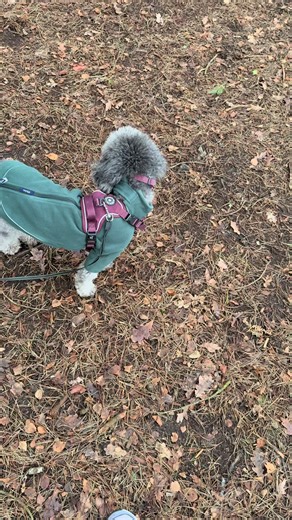 A little bit of sit and stay training using @COYA Pet 🤩 And you can grab some on buy 1 get 1 free right now! Archie is wearing a size S/M in colour Forrest #DogTraining #Cockapoo #DogTreats #FreezeDried #FYP
