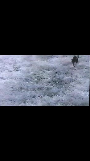 Nature # I heard the cat got away | Elvis Grey