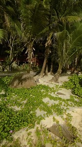 Silhouette ist die drittgrößte Insel der Seychellen und liegt 20 km (12,5 Meilen) vor der Westküste von Mahé, nahe der Insel North Island. Einzigartige Natur und fantastische Landschaften erwarten dich auf deiner nächsten Reise an diesen wunderschönen Ort! @dennisschmelz @hiltonseychelleslabriz | Seyvillas, dein Seychellen Profi