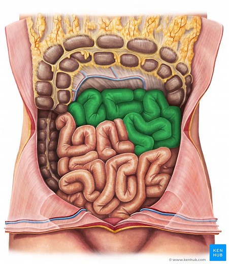 Jejunum