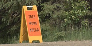 Anchorage is spending millions to take out beetle-killed trees