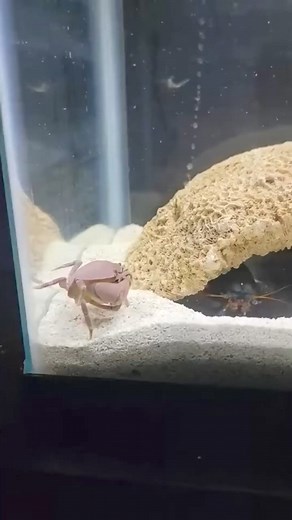 184K views · 818 reactions | Chuck Norris Gets Into A Fight With A Crab! #fishtank #fish #foryou | Fish With Tony Mustache | Facebook