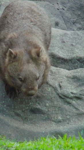 85K views · 3.6K reactions | Some wholesome wombat waddles to brighten your day! You can find adorable animal videos just like this one and so much more on our Australia Zoo YouTube channel: https://www.youtube.com/australiazoo | Australia Zoo | Facebook