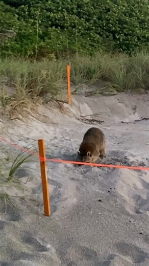 Who is that digging in sea turtle nests!? Sea turtle eggs and hatchlings have many natural predators on the beach including foxes, raccoons, skunks, birds, and crabs! Don't worry though, no sea turtle eggs were harmed in this video! Each morning during nesting survey, our sea turtle conservation team is on the lookout for any predation activity from the night before. If signs of predation are observed, the team will sprinkle pepper powder on the nest or cover the nest with a mesh wire screen. Th
