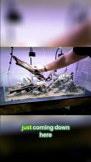 Authentic River Flow: Crafting a Unique Wood Design Aquarium #mdfishtanks #aquarium #fishtank #fish