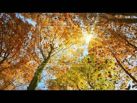 Autumn Classical Playlist 🍁 秋に聴きたいクラシック名曲集 | 落ち着くピアノとオーケストラの癒しBGM
