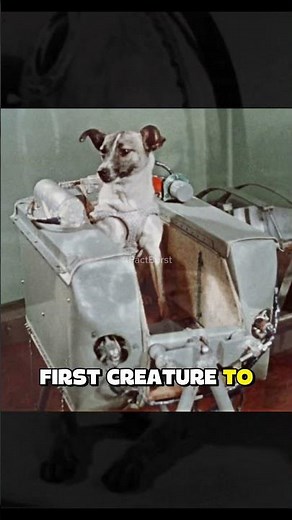 Did You Know? Laika – The First Dog in Space 🚀🐕