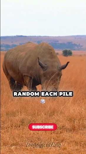 Rhinos Use Poop to Send Messages!