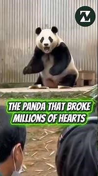 Fu Bao: The Panda That Broke Millions of Hearts 🐼❤️ #FuBao #Panda #Heartwarming #PandaStory