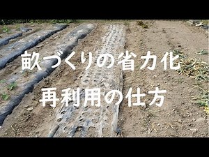 【家庭菜園】畝づくりの省力化、玉ねぎ栽培のマルチは剥がさず再利用できます