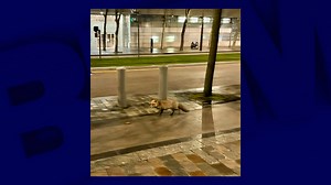 Un renard aperçu dans les rues de Paris