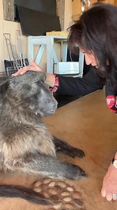 416K views · 22K reactions | An unbreakable bond for life 殺 #cindythebaboon #mymom #purelove #farmlife | Cindy The Baboon | Facebook