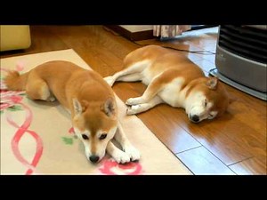 柴犬たち 今日もファンヒーターが好き