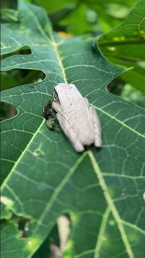 grey foam-nest tree frog