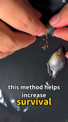 Manual Fish Spawning: How Eggs Are Released Safely #nature #naturedocumentary