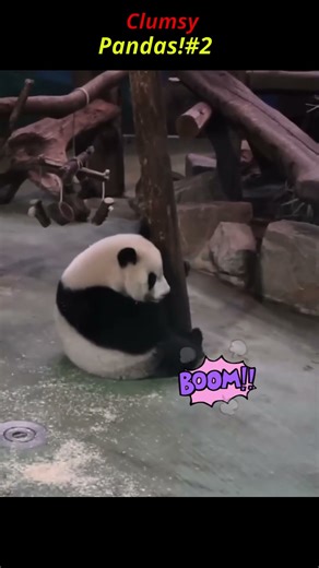 Clumsy Pandas! 😂 LIKE FOR 🐼!