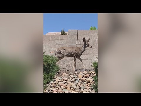 Neighbors react after deer shot, 1 killed in Foothills community