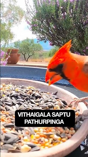 Interesting facts about Birds Digestive System #birds #digestion #anatomy