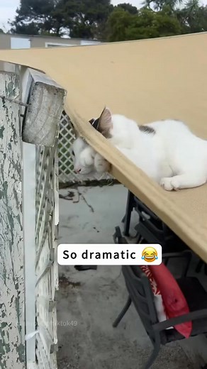 So dramatic cat cat funny dramatic catsoftiktok catlover foryou kitty | petcore.009