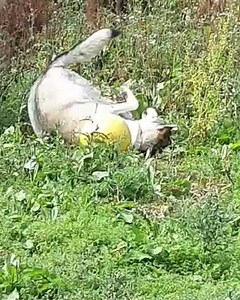 ** Hoo's Knows ** 1. True love Once a wolf has found a mate, they tend to stay together for better or worse, through sickness and health, often until death due them part. Of course it is typically only the alpha male and female that breed, leaving the rest of the adult pack members to help rear the young and ensure their survival. 2. Wolves will die for each other In addition to a trend toward monogamy, wolves develop such strong social bonds for their family and other loved ones, they have been