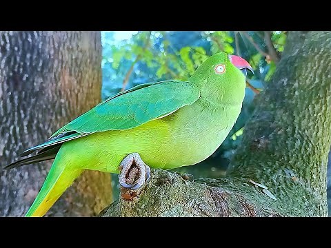 Female Ringneck Parrot Mating Behaviour
