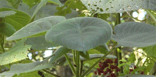 ‘The worst kind of pain you can imagine’ – what it’s like to be stung by a stinging tree