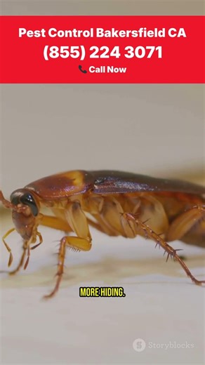 Best Pest Control Bakersfield CA - Local Exterminators (855-224-3071)